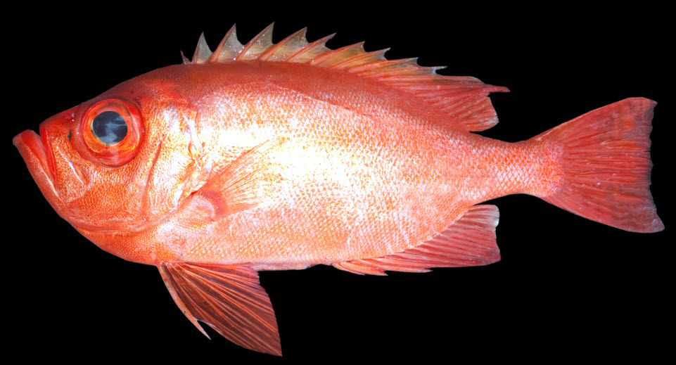 Priacanthus arenatus_03.jpg